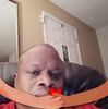 albertpricejr67